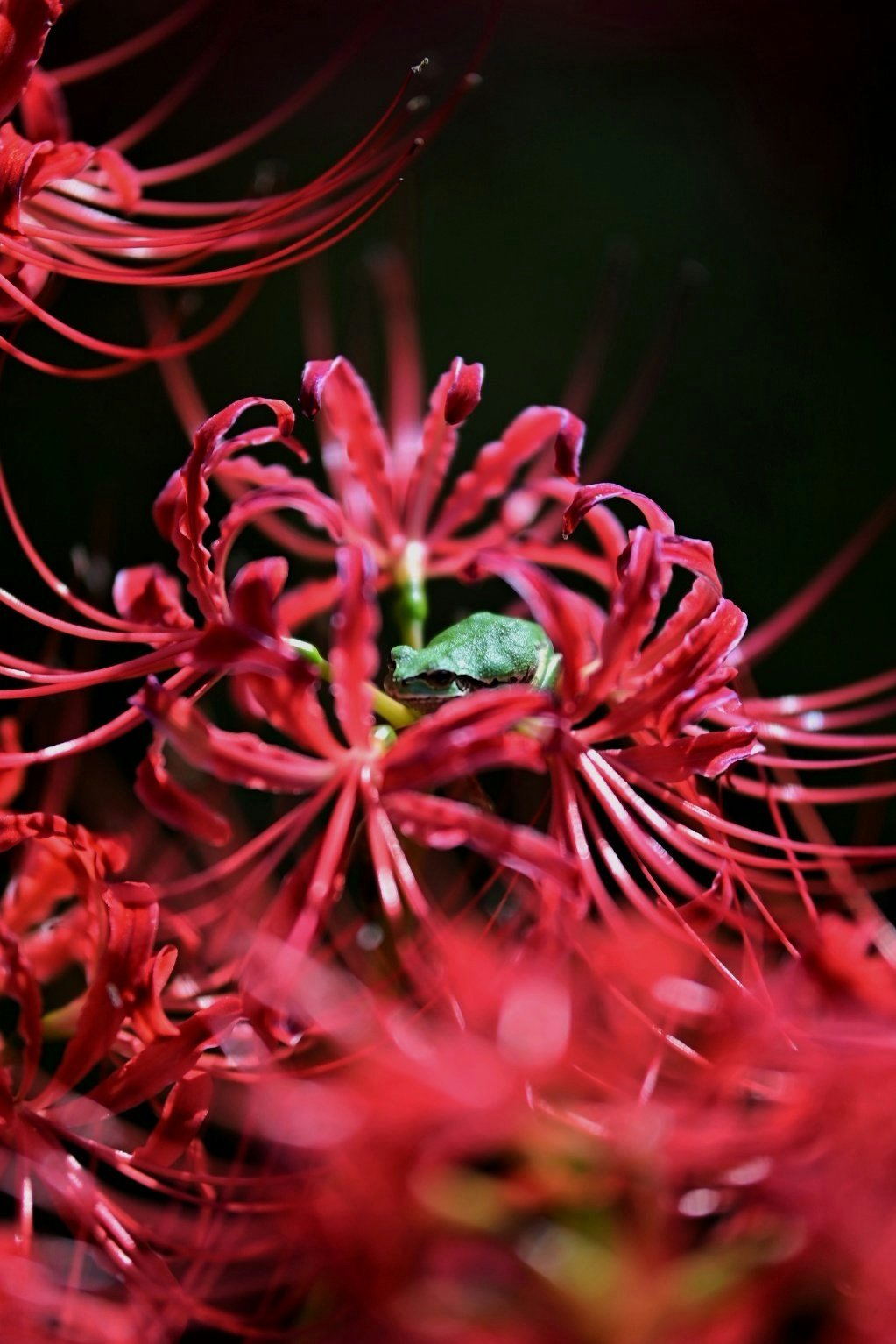 ⛩️ 아다치가하라 고향 마을(아다치가하라 후루사토무라) 이미지 6